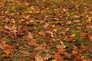 Fallen oak leaves on the grass, natural nature, beautiful autumn background.