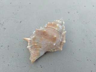 Sea Shells on the floor