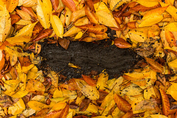 Fallen leaves on the grass, natural nature, beautiful autumn background. Copy space.