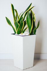 Sansevieria trifasciata or Snake plant in pot at home
