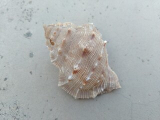 Sea Shells on the floor