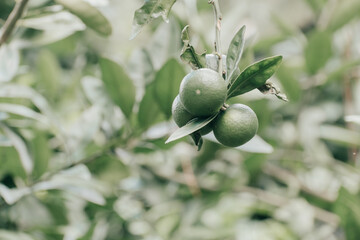 oranges waiting for harvest

