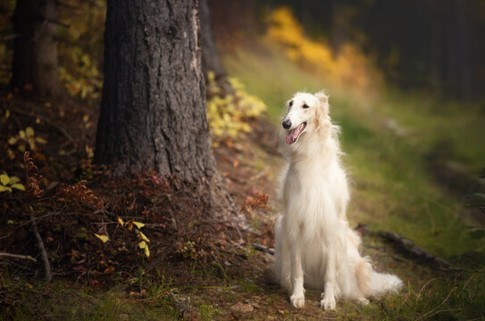 Adorable russian borzoi dog sitting in the bright fall forest. Image of beautiful dog breed russian wolfhound in autumn