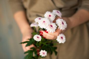 Woman holding chrysanthemum flowers in her hands
