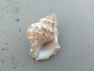 Sea Shells on the floor