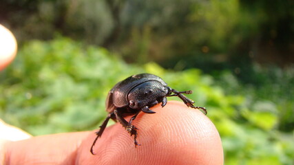 Beetle on the hand.
exotic veterinarian holding a dark beetle.
the jaws of a tiger beetle Stag beetle Lucanus cervus female.
wildlife veterinarian, vet.
insects, insect, bug, arthropods, invertebrates