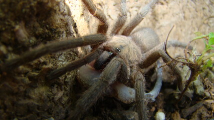 Tarantula.
Spider Tarantula.
Tarantula catches & eats a gecko predator killing prey, deadly fangs bite in lizard.
gecko; It's also called Mediterranean house gecko, wall gecko, house lizard.
wildlife