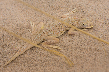 A mohave fringe toed lizard in front of its burrow at the Kelso Dunes in the Mojave National...