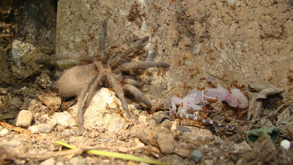 Tarantula.
Spider Tarantula.
Tarantula has killed a gecko but ants is taking the prey.
predator killing prey, deadly fangs bite in lizard.
gecko; It's also called Mediterranean house gecko, wall gecko
