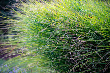 Grass