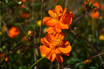 揺れるマリーゴールド