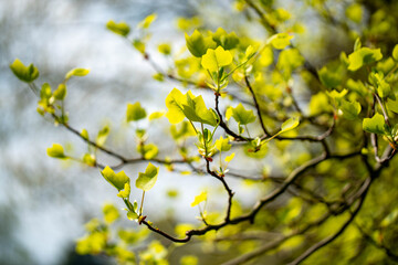 spring time branch
