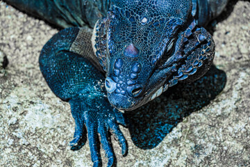 ジャングルを歩くコモドオオトカゲ（シンガポール）