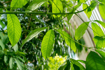 Tropical leaves
