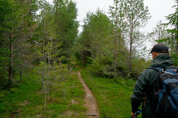 walking in the pine forest