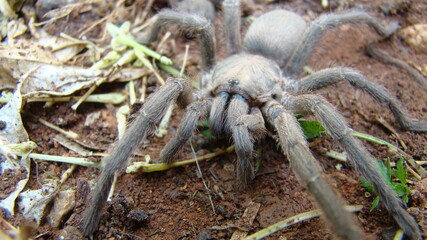 Tarantula.
Spider tarantula.
Close up female of spider tarantula in the wild nature.
Largest spider: giant huntsman spider.
Arthropods, invertebrates. predator. deadly fangs bite. wildlife, forest