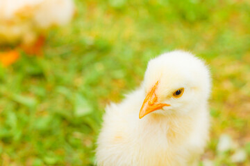 かわいいたくさんのヒヨコ