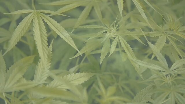 Cannabis green background