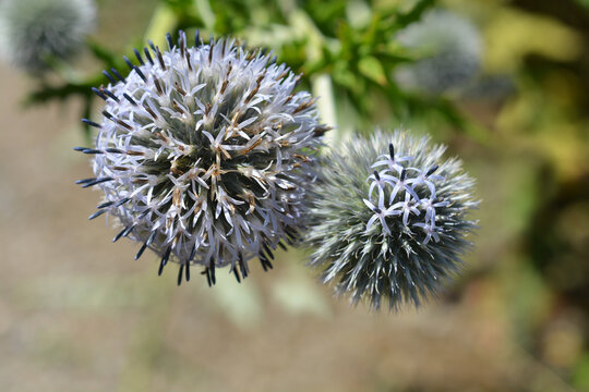 Southern Globethistle