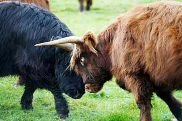 Foto auf Acrylglas Antireflex scottish highland cow in bullfight © helfei