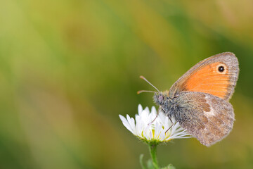 Close-up of a butterfly, a small meadow bird,(Coenonympha pamphilus) on a white flower, against a green background in Bavaria in nature