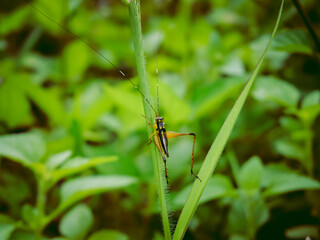dragonfly on a leaf