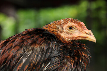 Local chicken, the type of chicken that is raised for consumption. The chicken is a type of domesticated fowl, a subspecies of the red junglefowl.