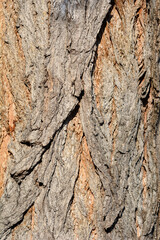 Lombardy poplar