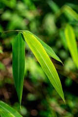 Bamboo leaves