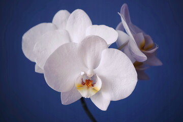Fototapeta na wymiar White orchid flowers in a blue background. View from the side, tropical flower. Phalaenopsis close up. 