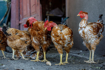 chickens and roosters at home, red chickens with bare necks, chickens look in the eyes, chickens close-up