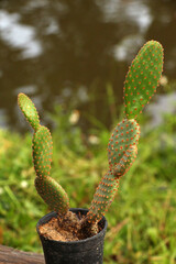 A cactus  is a member of the plant family. Cetacea Cacti occur in a wide range of shapes and sizes.