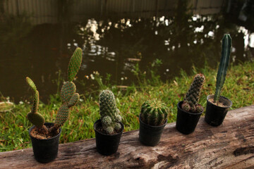 A cactus  is a member of the plant family. Cetacea Cacti occur in a wide range of shapes and sizes.