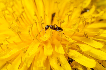 ants on a yellow flower smeared with pollen macro