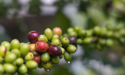 Coffee cherries on the branch and water drop in the coffee plantation area in Doi Chang, Chiang Rai province, Thailand