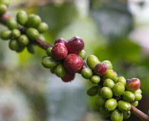 Coffee cherries on the branch and water drop in the coffee plantation area in Doi Chang, Chiang Rai province, Thailand