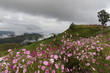 Panoramic view of mountain, white clouds, fog and colorful cosmos flowers in the northern part of Thailand.