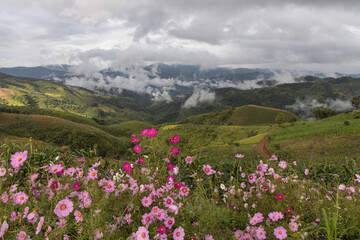 Fototapeta na wymiar Panoramic view of mountain, white clouds, fog and colorful cosmos flowers in the northern part of Thailand.
