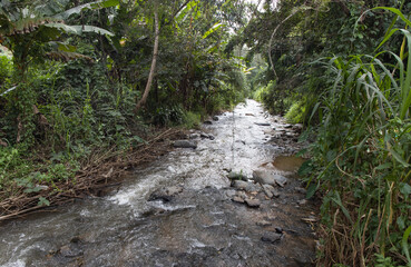 A creek or stream running through the tropical forest in the highland in the north of Thailand with stones. 