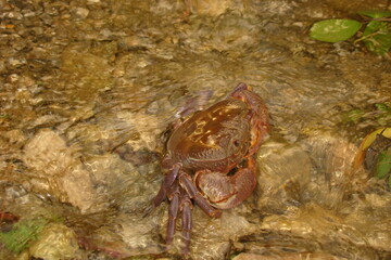 Crab.
Close up of a crab.
Closeup claw crab.
Big crab in the water at the beach, crabs, marine animals, animal themes, Arthropoda, sea, river, beach, wildlife, wild nature, crustacean, Environment