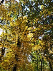 Fototapeta premium Munich Skyline and Landscape.