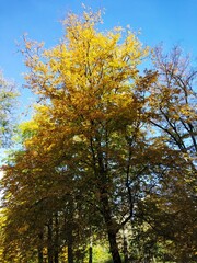 Munich Skyline and Landscape.