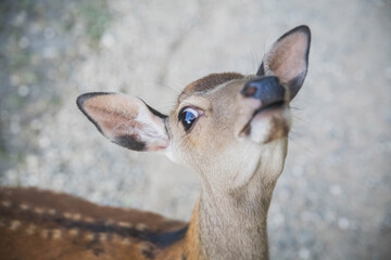 beautiful horned turned his head offended in the forest  