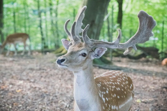 beautiful horned deers in the forest in natural habitat © Виктор Осипенко