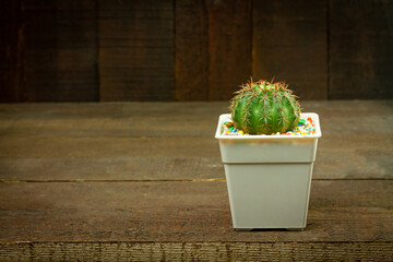 Single Cactus in pot on wooden background.
