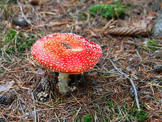 roter Fliegenpilz