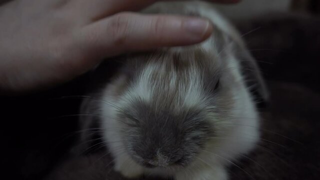 Macro shooting of cute baby lop-eared rabbit. Woman's hand strokes little rabbit. Cozy, Warm concept.