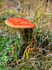 roter Fliegenpilz