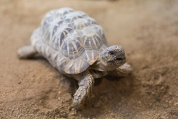 インドホシガメ