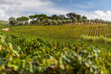 Weinanbau in Suvereto in der Toskana, Italien - 388540500